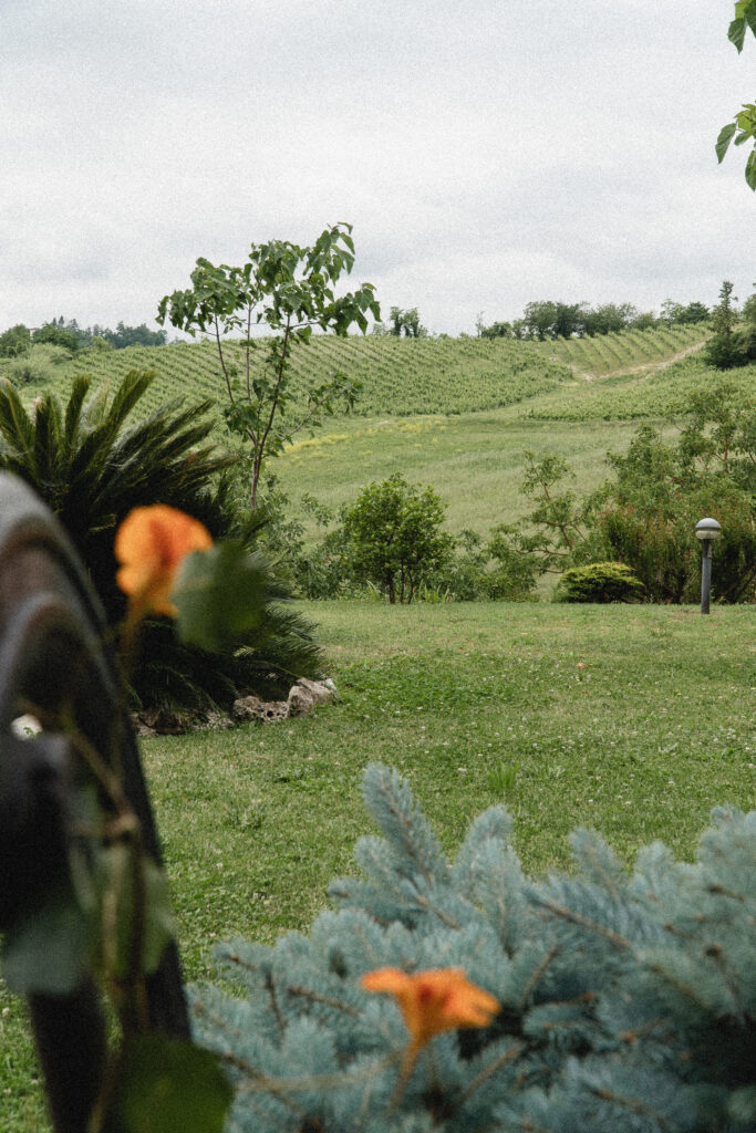foto sfondo collina con fiori